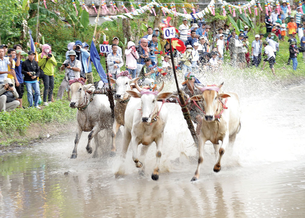 Lễ hội đua bò Bảy Núi
