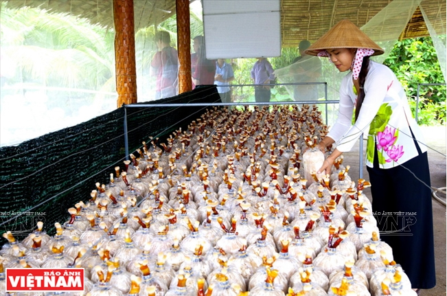 Những cây nấm Linh chi được trồng để phục vụ du khách.