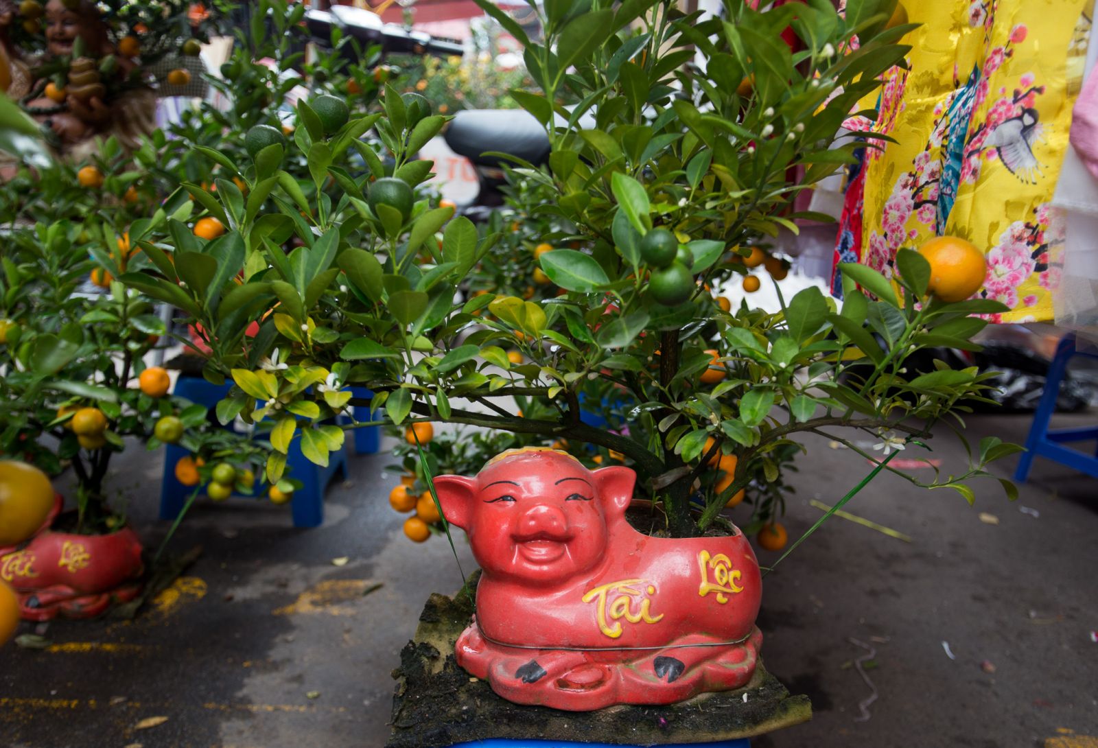 Tết 2019 là Tết Kỷ Hợi nên biểu tượng hình chú heo lên ngôi. Quất bonsai trồng trong heo đất với chữ Tài Lộc mang tới may mắn, sung túc dịp năm mới.