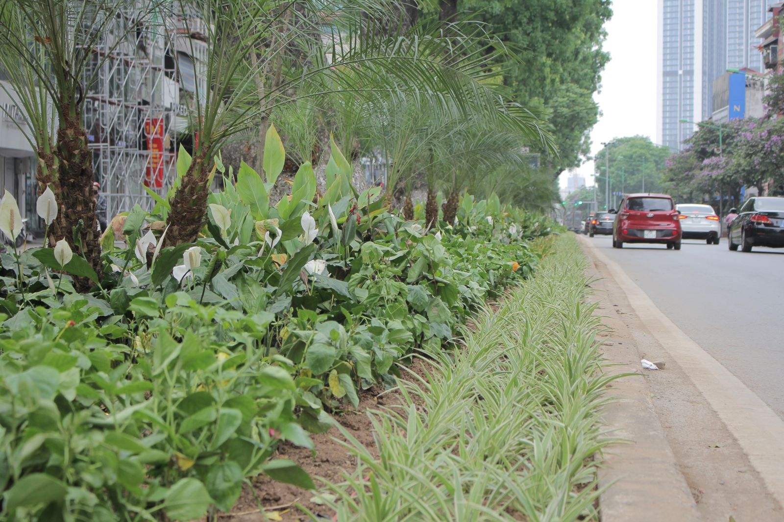 Có khoảng hơn 30 loại cây cảnh, cây hoa được trồng tại tuyến đường Kim Mã như: Lan ý, Lan chi, râm bụt,…