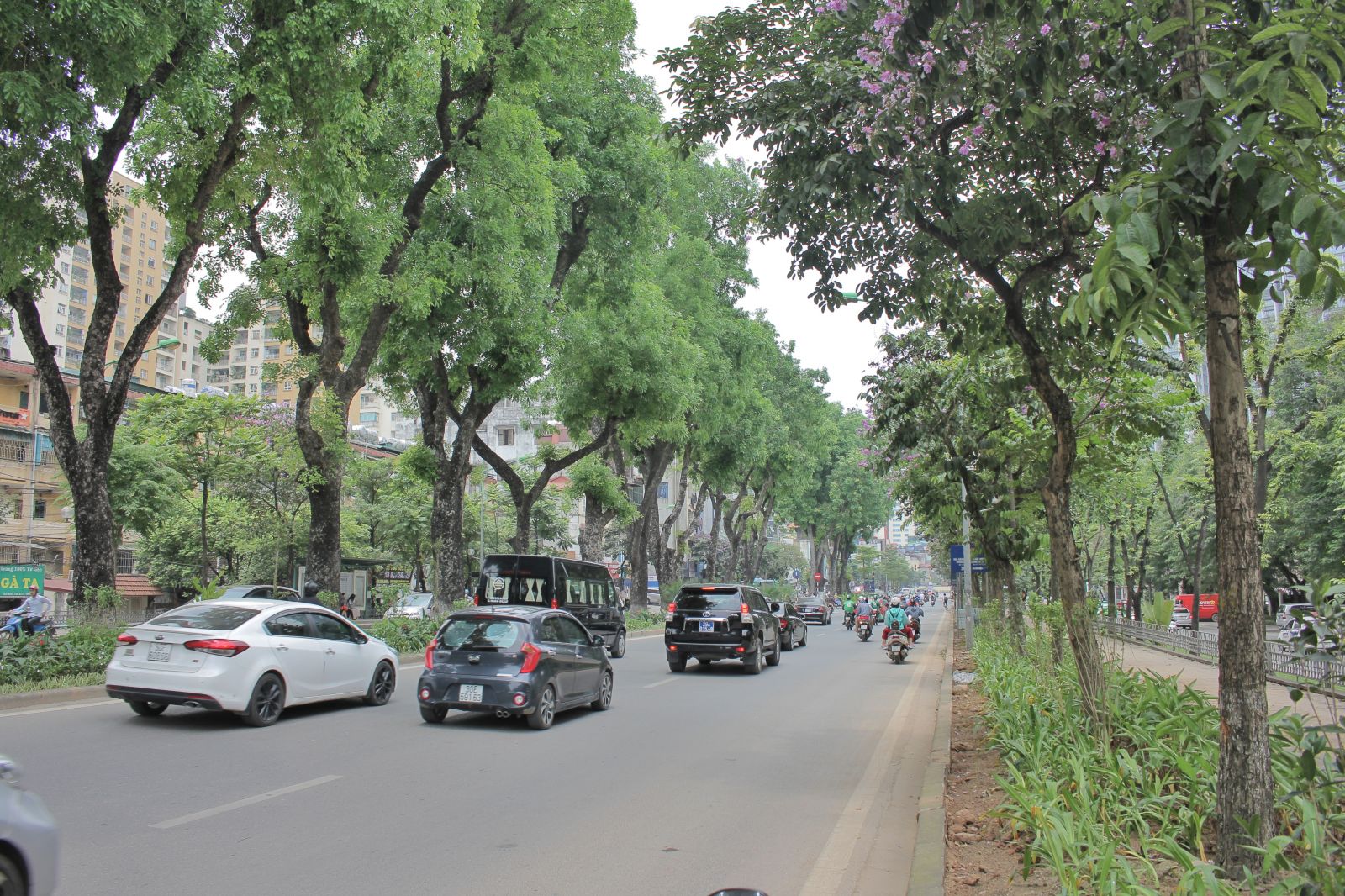 màu xanh của cây lá cùng sắc tím của hoa bằng lăng càng làm con đường thêm thơ mộng.