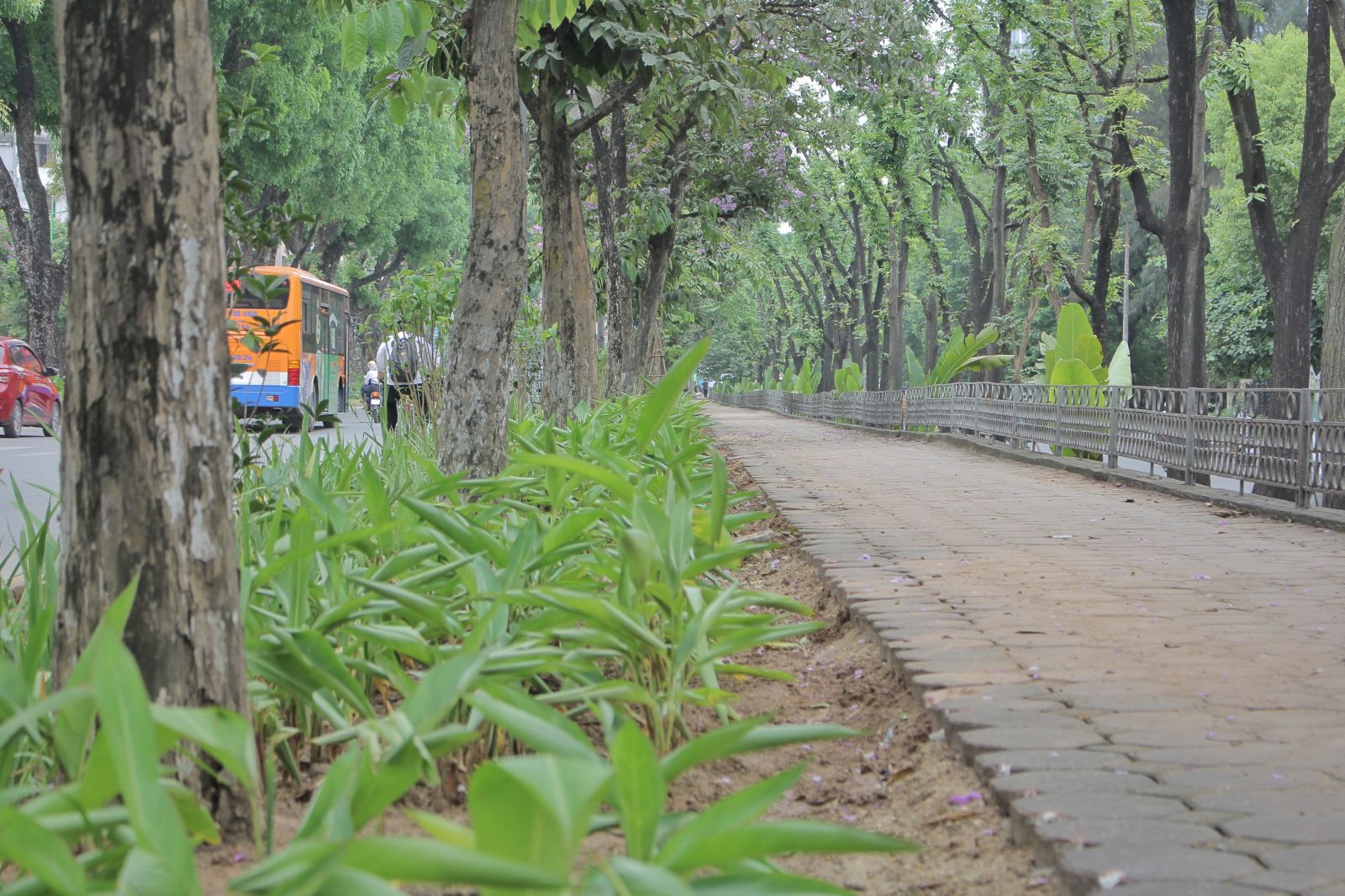 vỉa hè cũng được lột bỏ ½ phần gạch lát để thay thế bằng thảm cây xanh mướt.