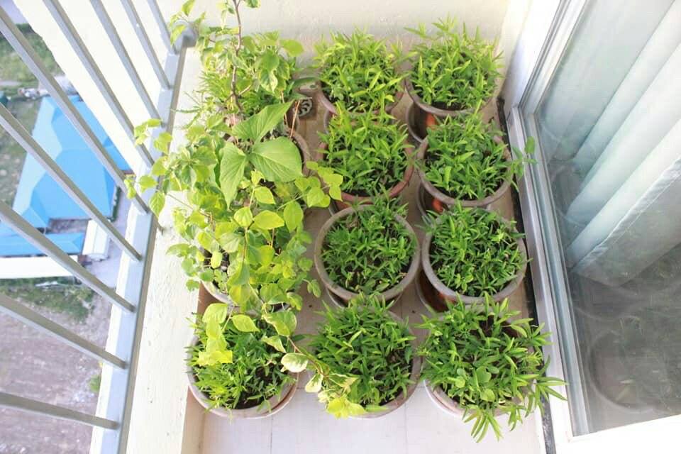 Rau sạch giữa lòng đô thị Giờ, tôi lại đem đam mê trồng rau đó về nhà mình ở ngoài ban công