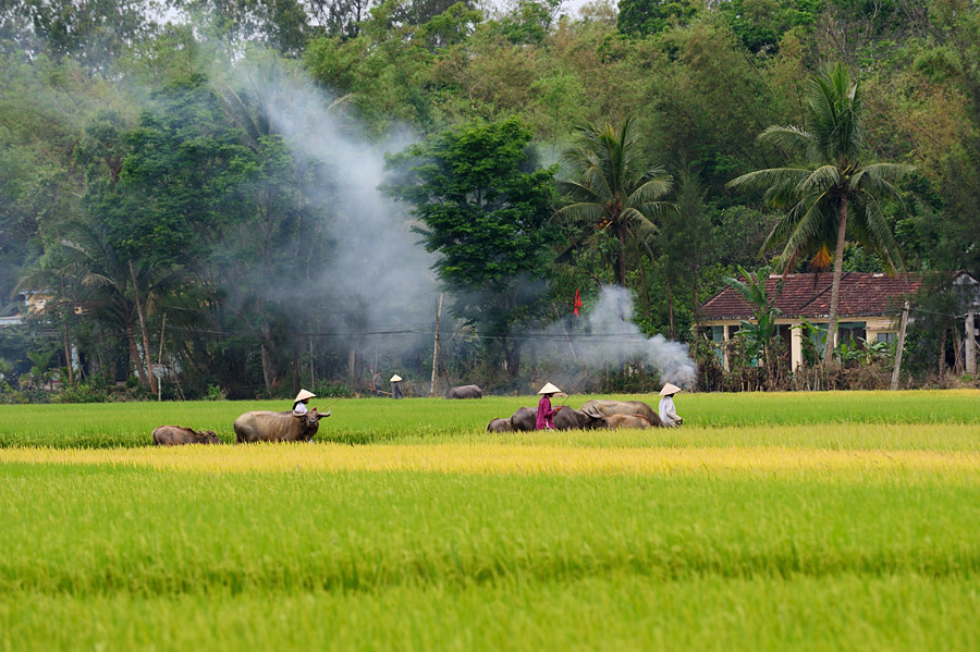Bảng lảng nỗi nhớ quê.