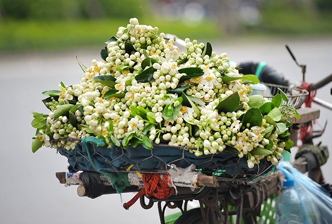 Hoa bưởi vào phố.