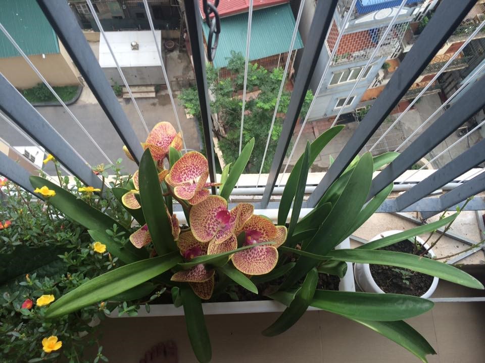Khóm hoa dừa cạn nơi ban công lộng gió Một khóm hoa nở vào ban sáng như liều thuốc tình thần vô giá.