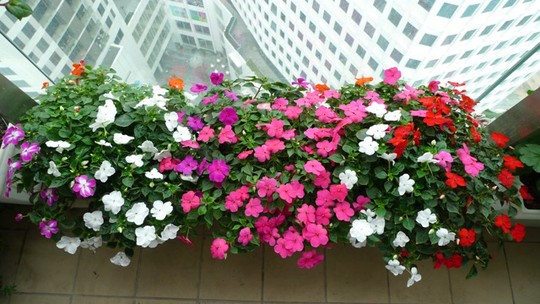Khóm hoa dừa cạn nơi ban công lộng gió
