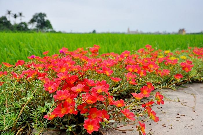 Làng hoa rực rỡ của đô thị vệ tinh kiểu mới Hoa được người dân trồng khắp làng bên cạnh là cánh đồng lúa xanh bát ngát.