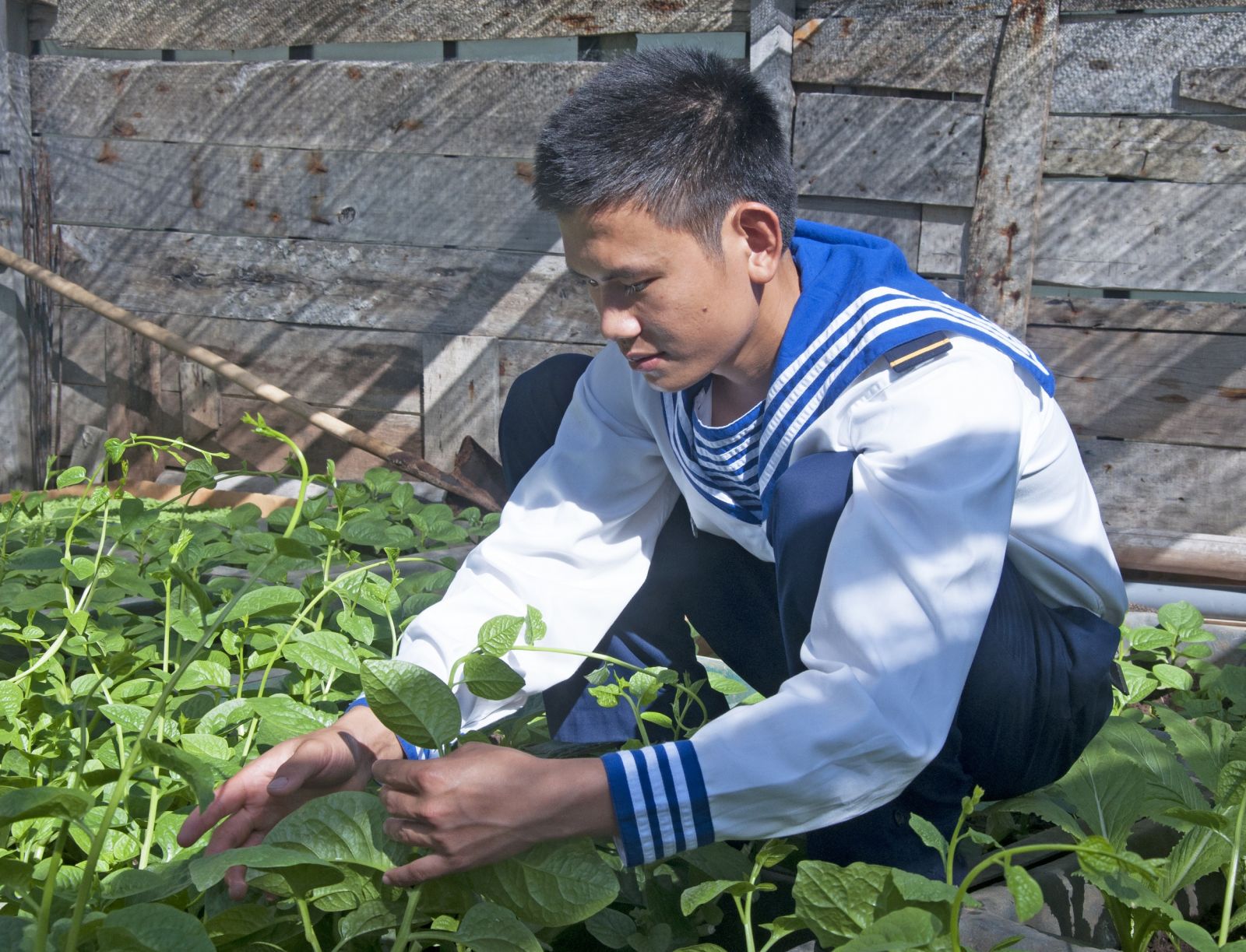 Chiến sĩ Trường Sa chăm sóc, nâng niu từng cây rau.