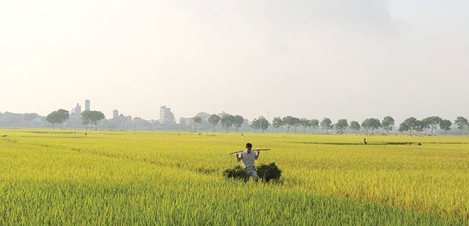 Người nông dân vẫn đang tự loay hoay trên chính mảnh ruộng của mình.